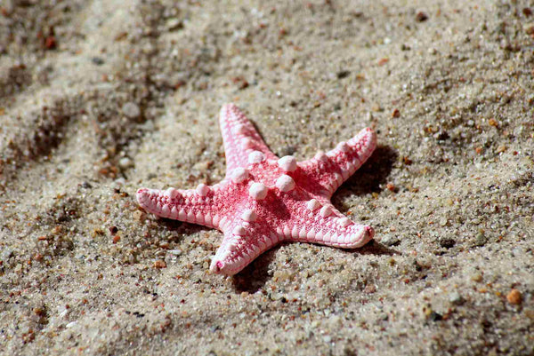 estrella de mar rosada