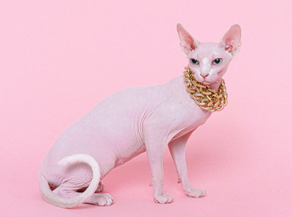gato esfinge de color rosa