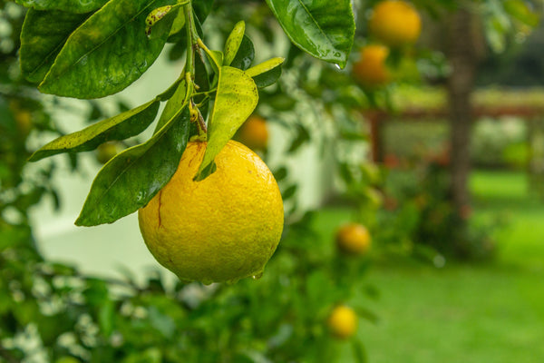 limón colgando de un árbol