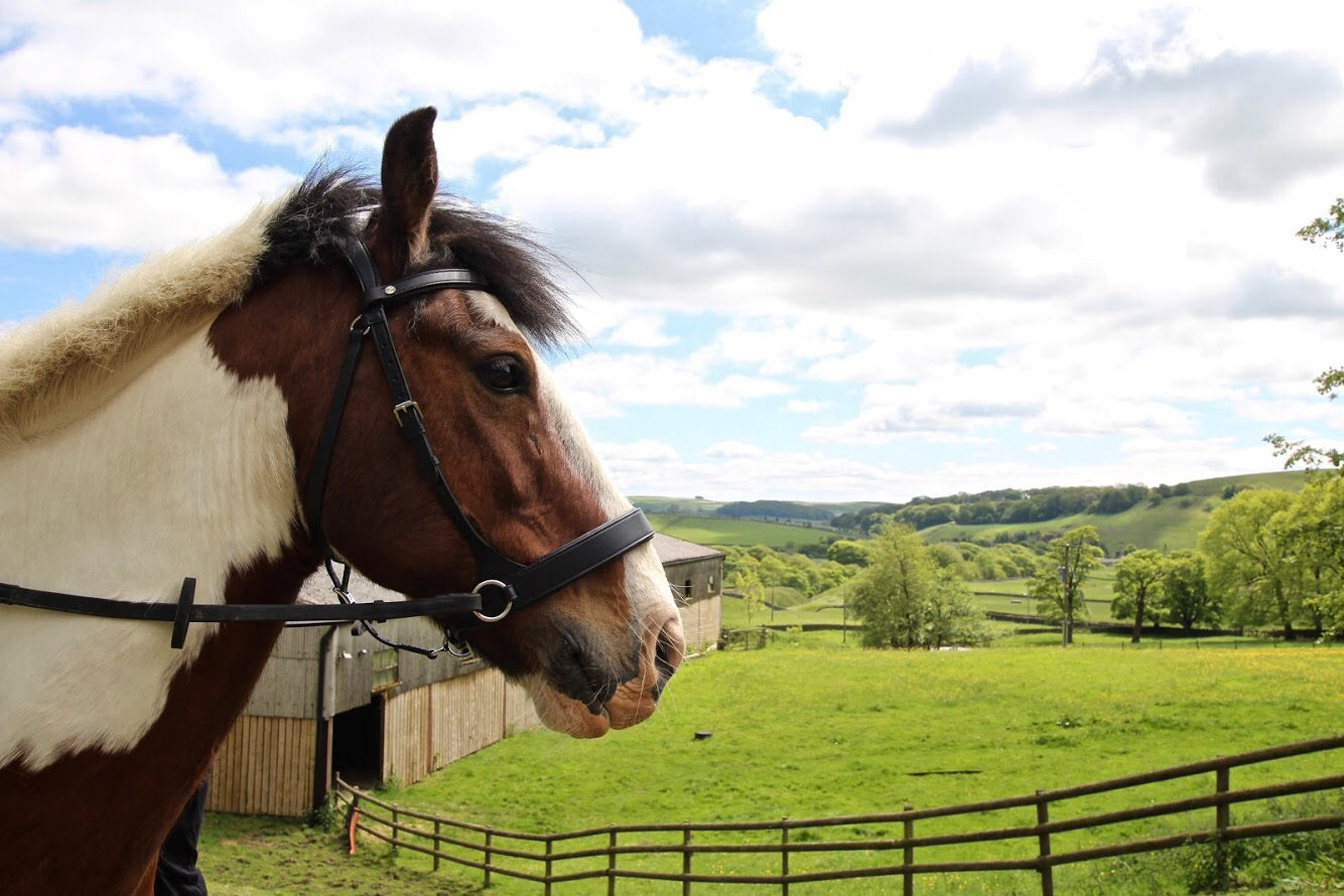 Practical Horse Bitless Bridle Black Or Brown Practicalhorsecompany