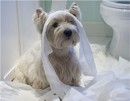 cachorro bagunçando com papel higienico