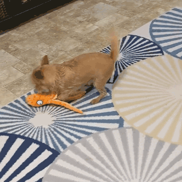 Polvo Lulu Brinquedo Mastigável Anti Stress para Cães