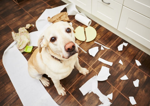 cachorro quebrando pratos na cozinha