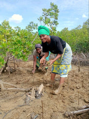 Planting Mangrove trees