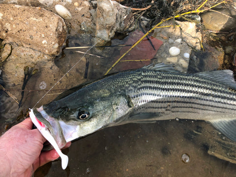 HIT TIDAL CREEKS FOR SPRING'S SCHOOLIE STRIPERS – White Water