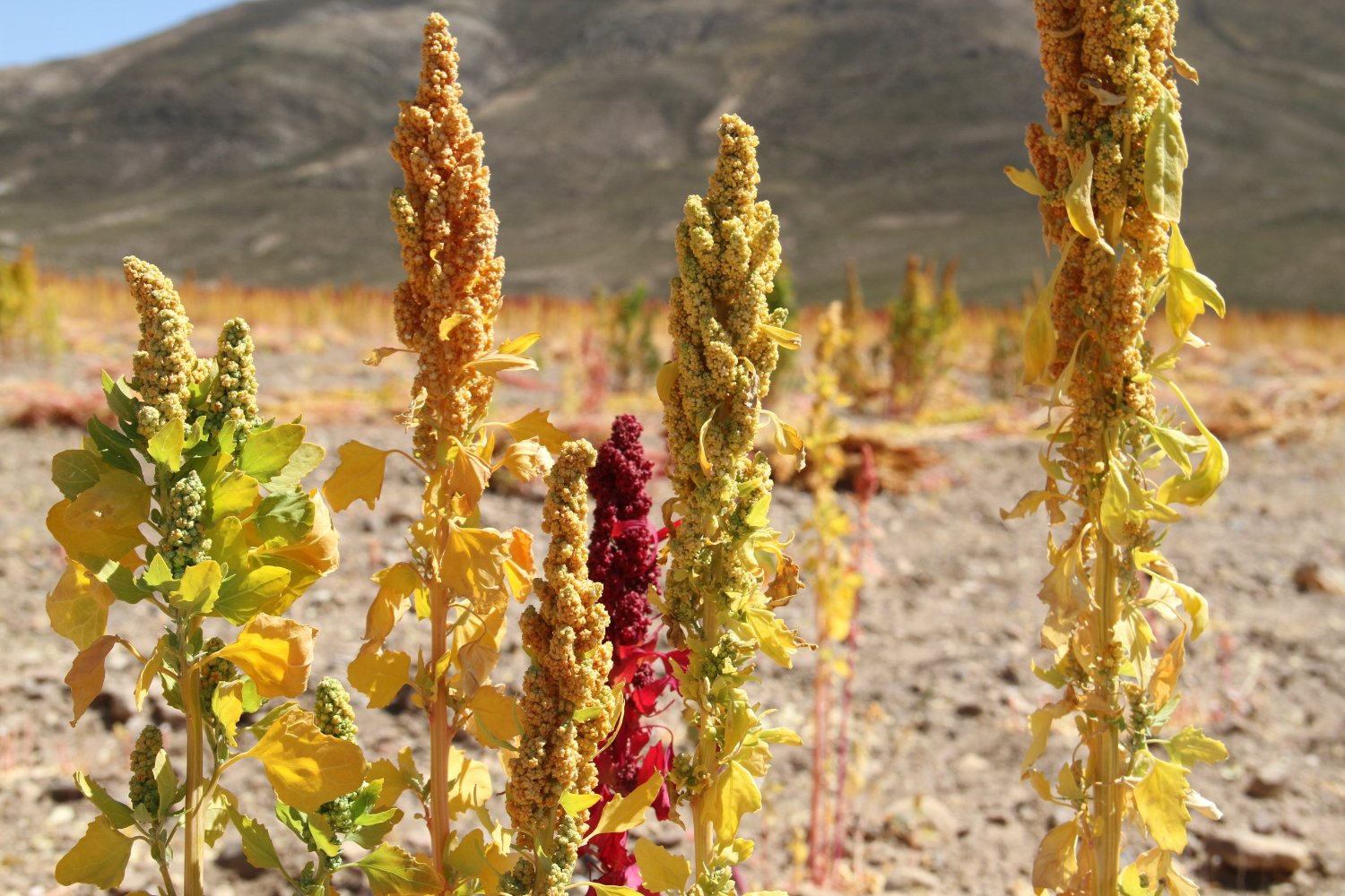 Royal Quinoa Vs. Quinoa Dulce – Alter Eco Foods