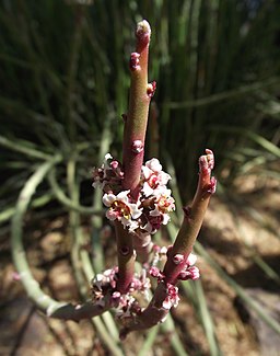 Candelilla Wax Plant Euphorbia antisyphilitica