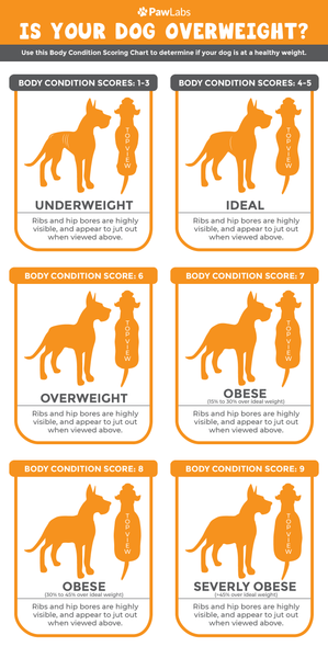 Is My Dog Overweight? Calculating BCS vs Dog BMI