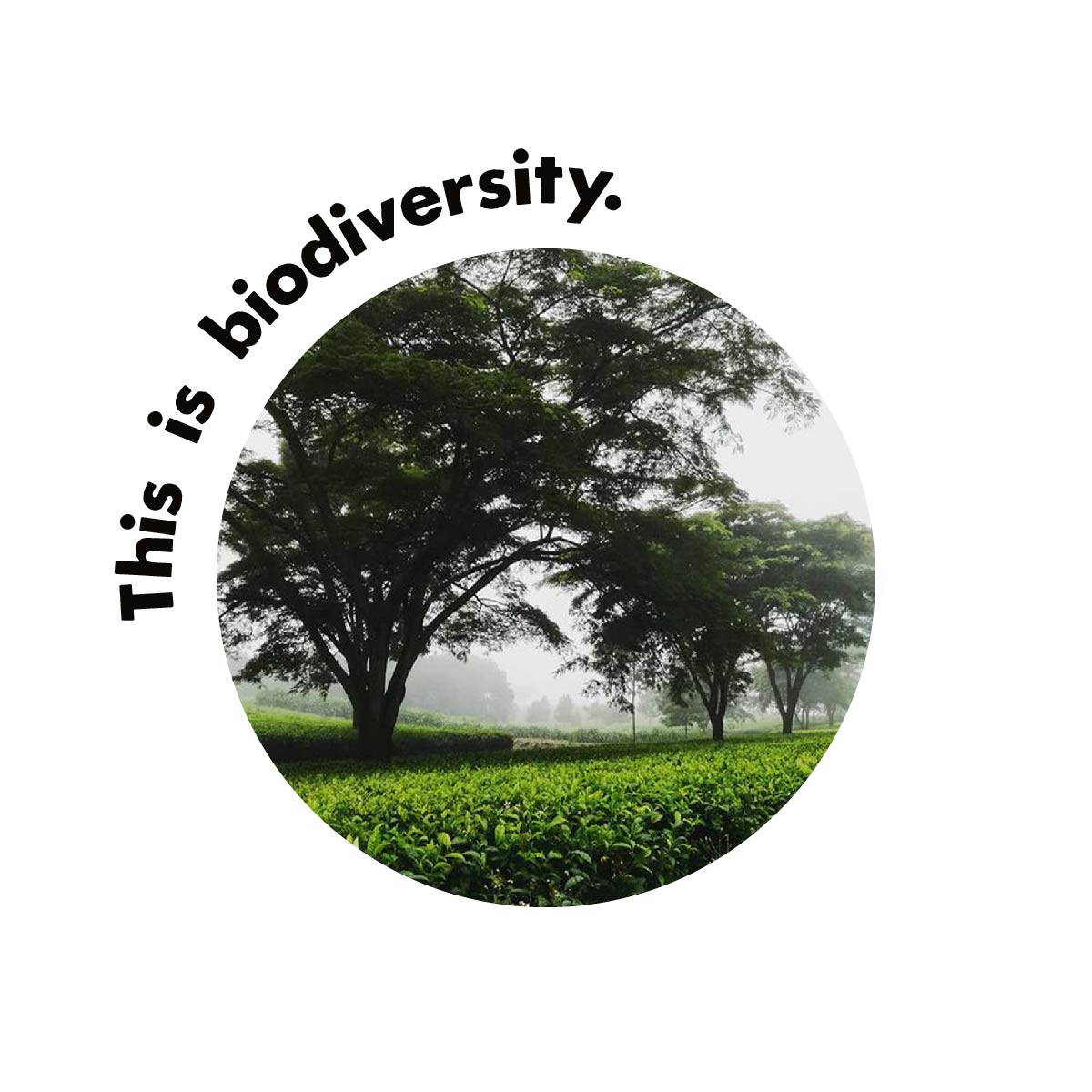 This is Biodiversity with Tree