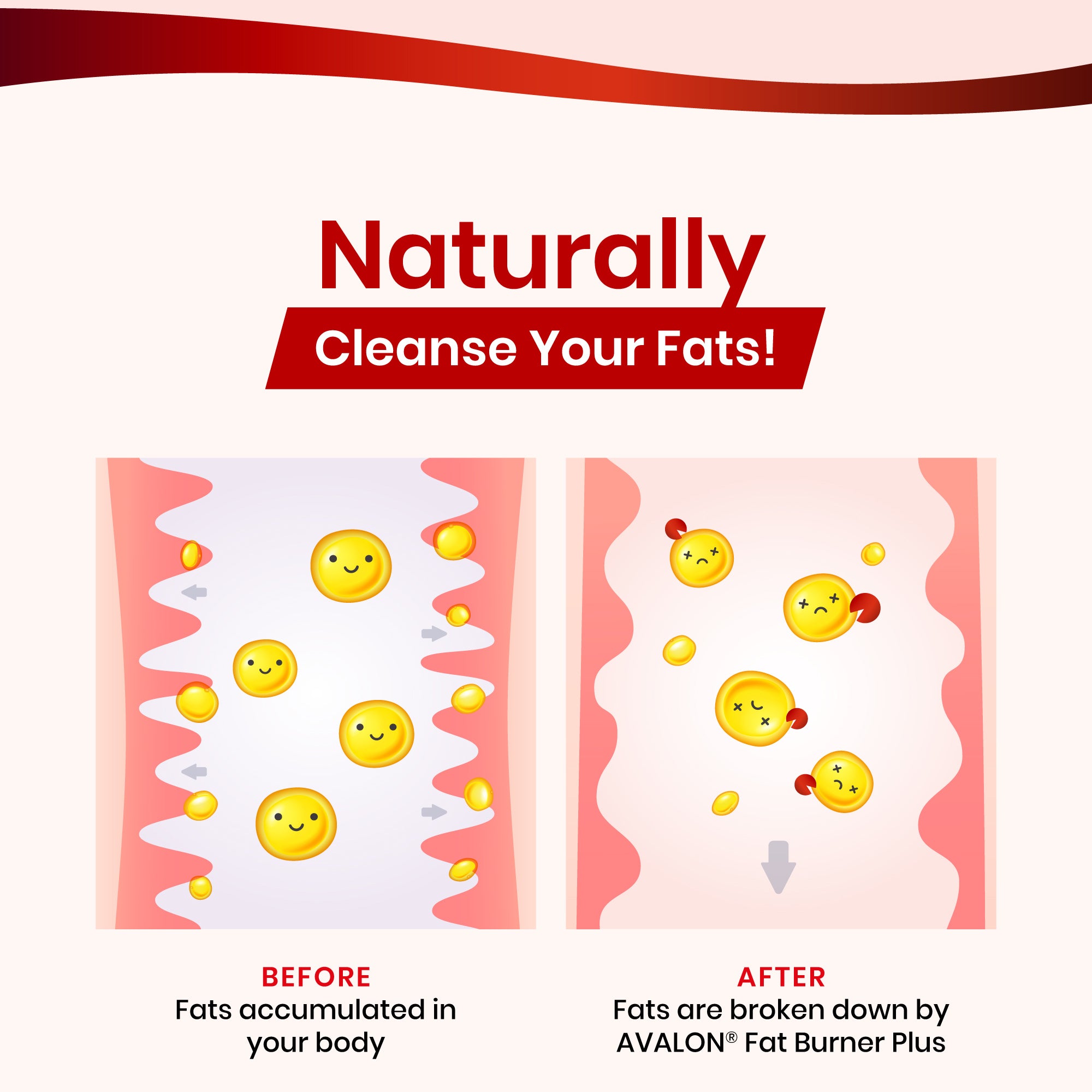 The amazing and potent ingredients of AVALON® Fat Burner Plus helps to break down and cleanse your fats naturally.