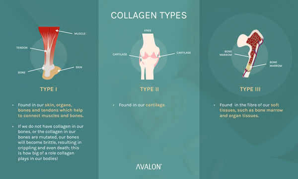 Collagen types