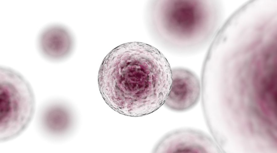 What are stem cells and how why people are interested in stem cell products