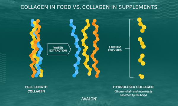 collagen in foods vs collagen in supplements