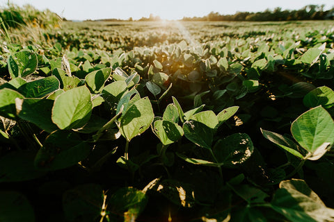 Field of soy plants growing on a natural farm.