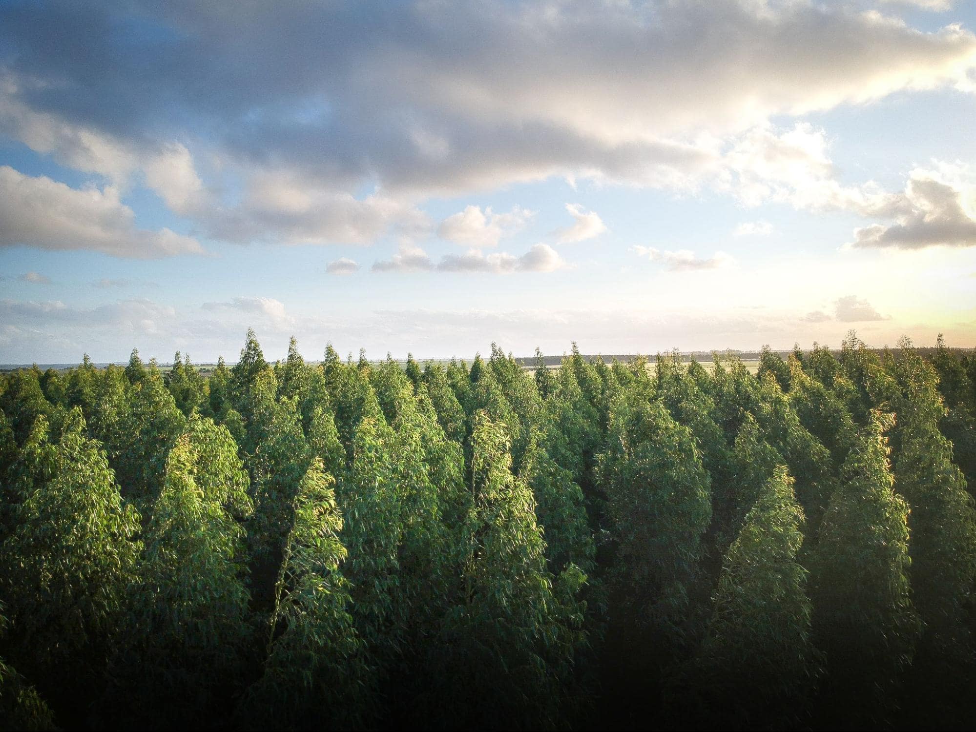 image of forest horizon