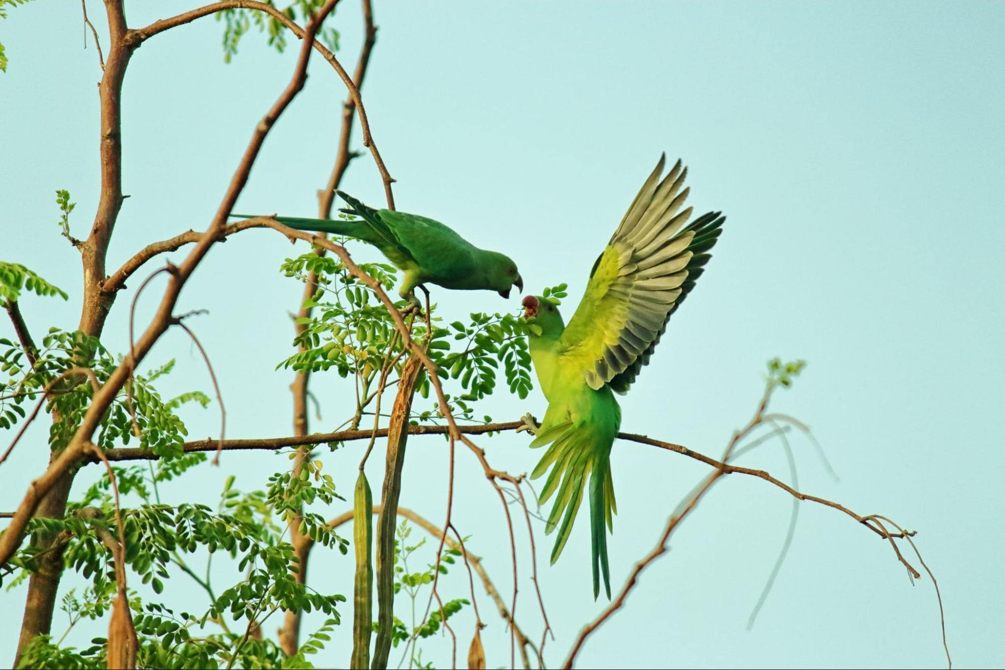 image of parrots