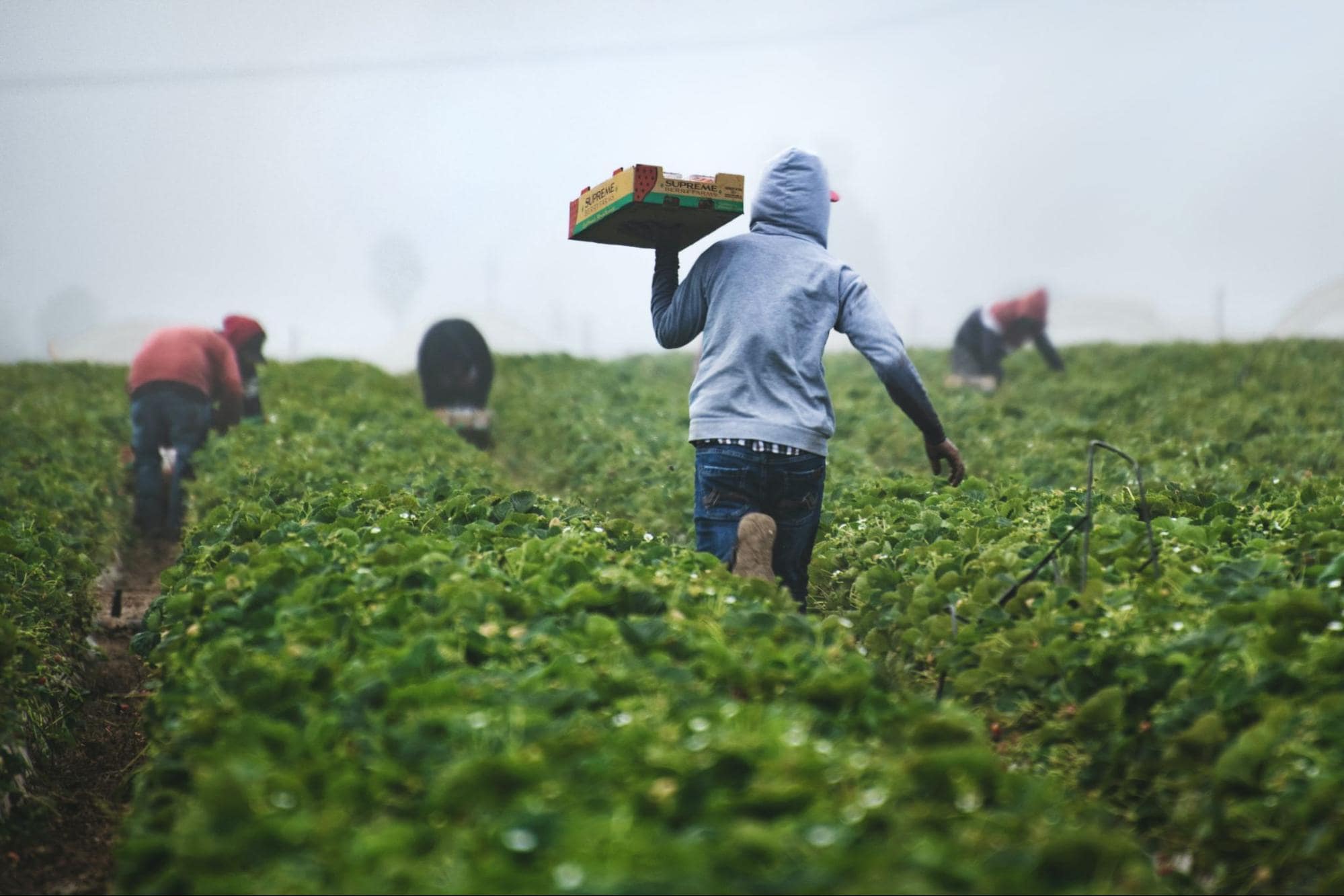 Image of farmers in a field