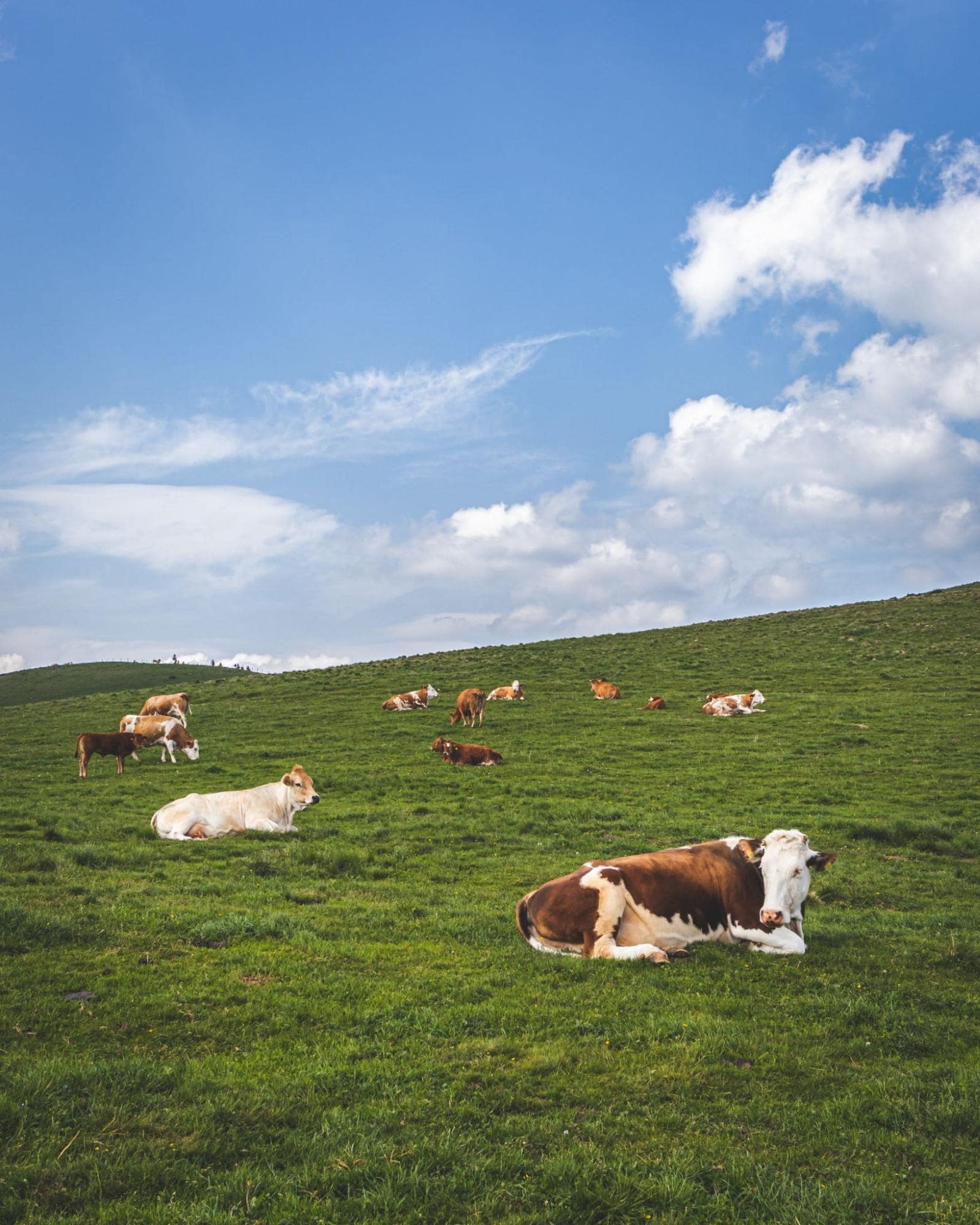Image of cows laying on grass