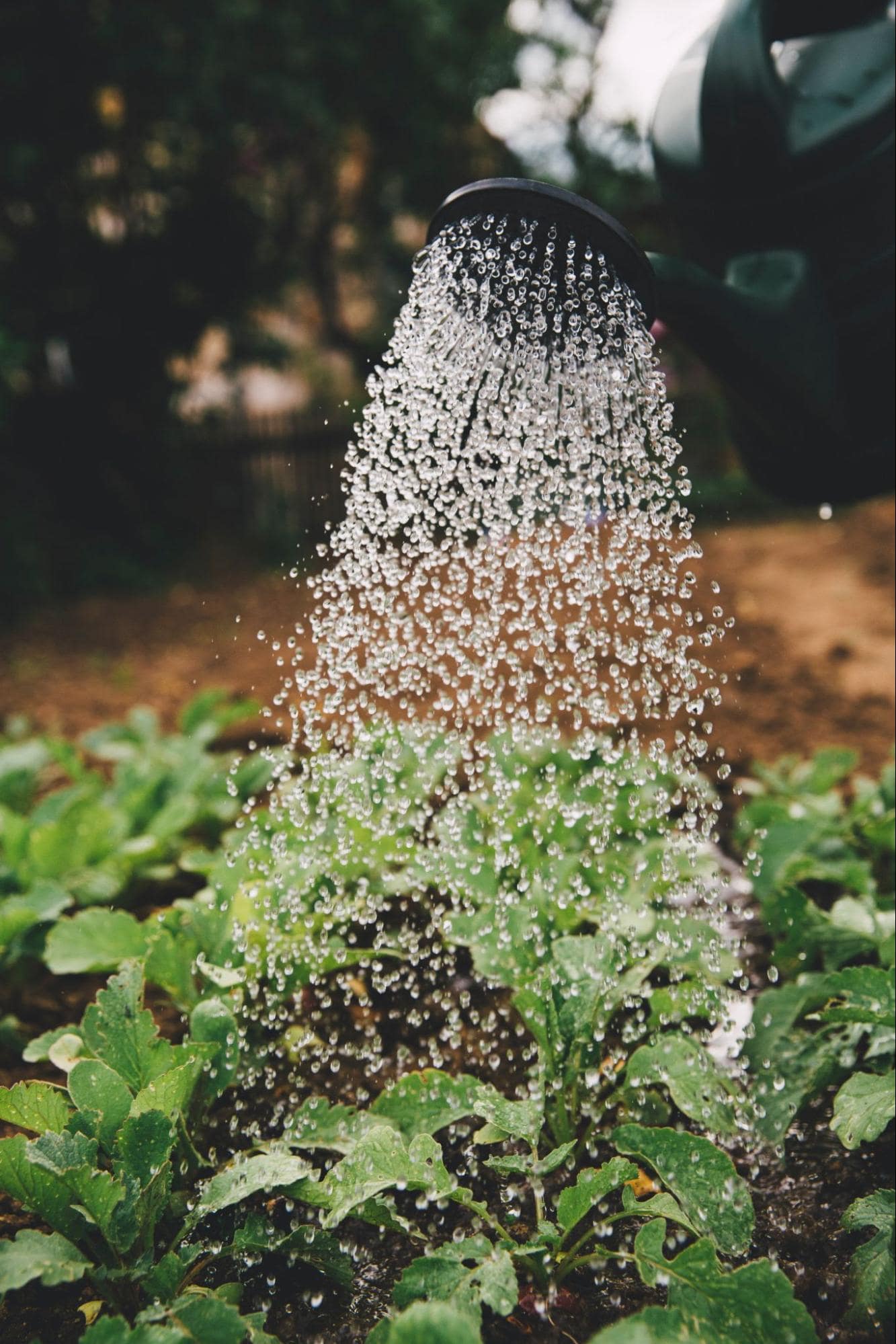 Image of plants being watered