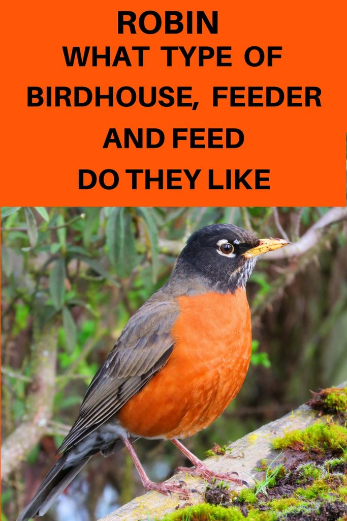 what do you feed american robins