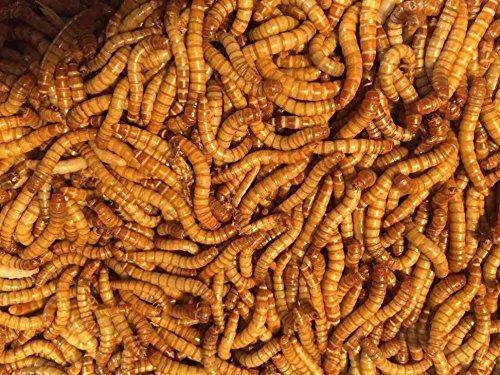 live mealworms petco