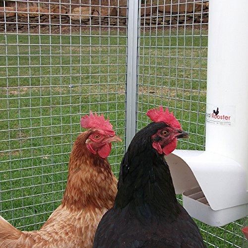 royal rooster chicken feeder