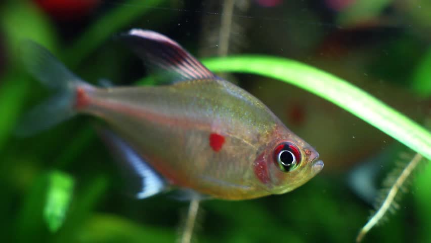 bleeding heart tetra