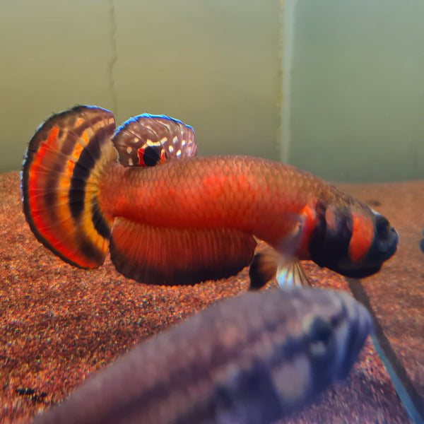 Betta macrostoma in blackwater tank