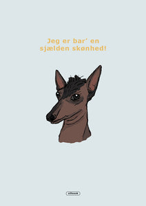 Plakat, Mexicansk hårløs hund (Xoloitzcuintle)