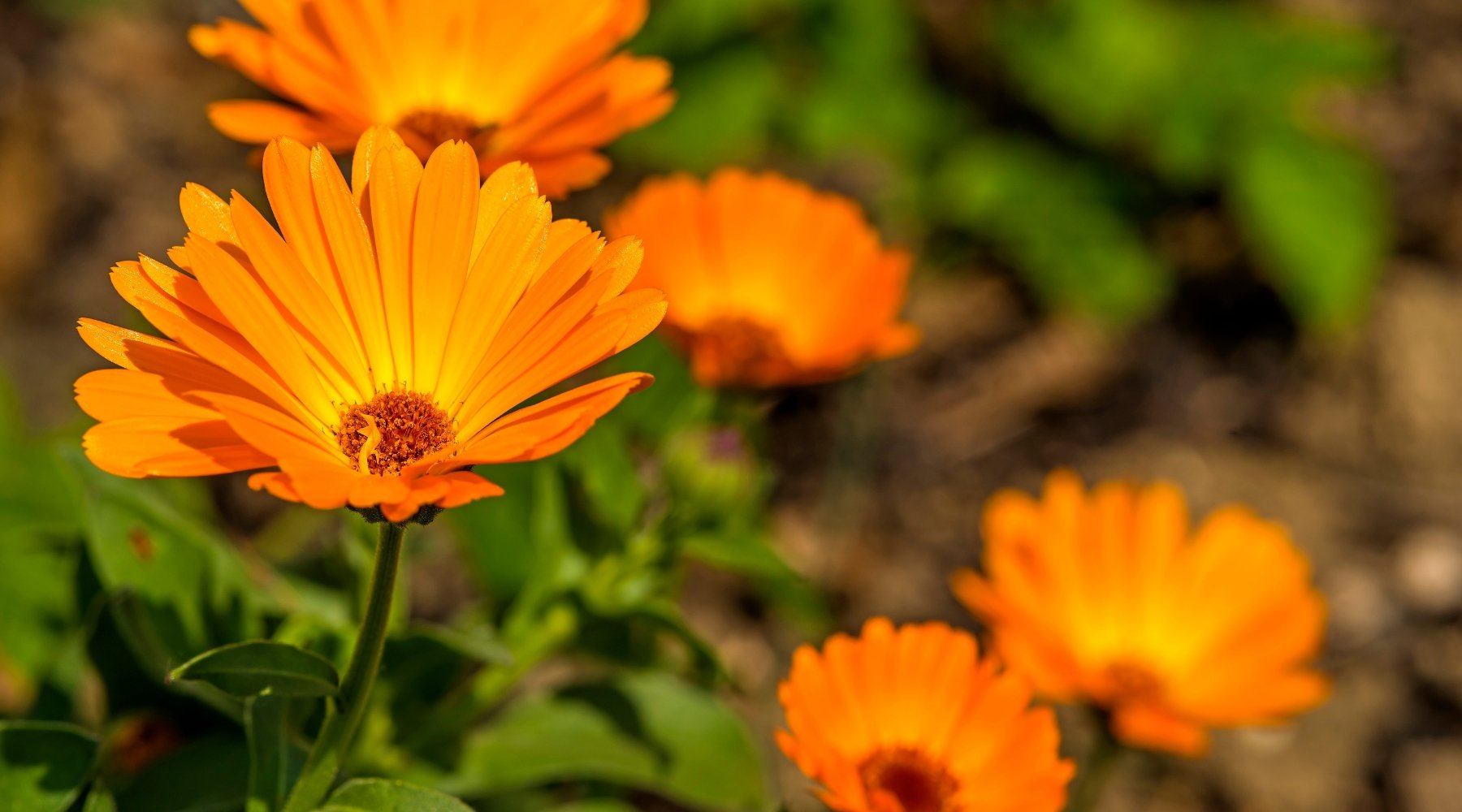 Benefits of Calendula for Oral Health - truthpaste