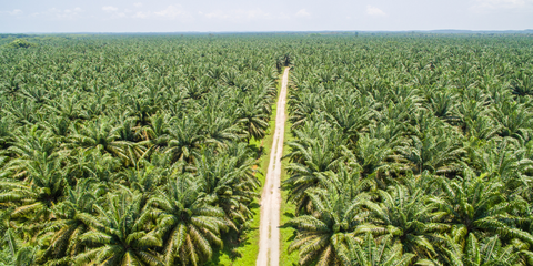 an image of miles of palm oil growing where a rainforest used to be