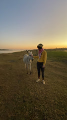 Donkey on the Nile 