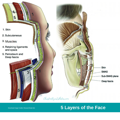 image of 5 layers of the face