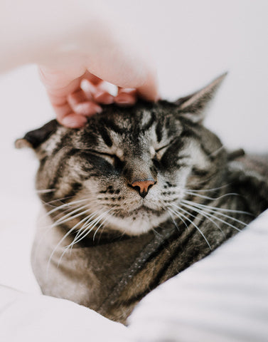 cat getting its ears scratched