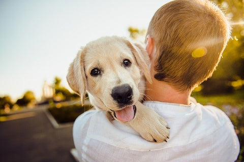 Dog walking with dog