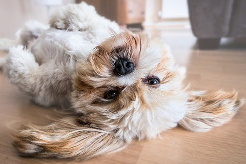 Cute dog rolling over