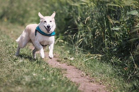 high energy dog running