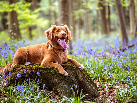 Happy dog in a field