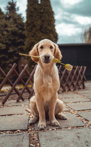 Dog holding flower in its mouth