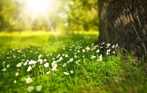 sunlight on meadow