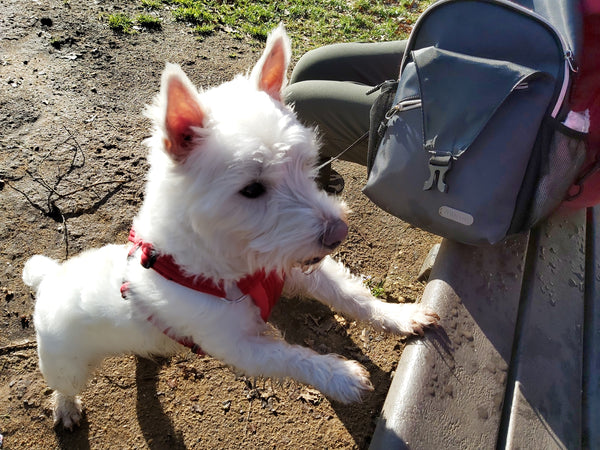 White Westie terrier