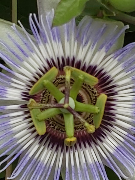 Close up centre of a passionflower