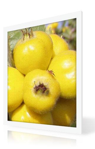 Japanese Quince Fruit