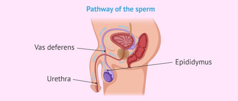 Problems with the delivery of sperm