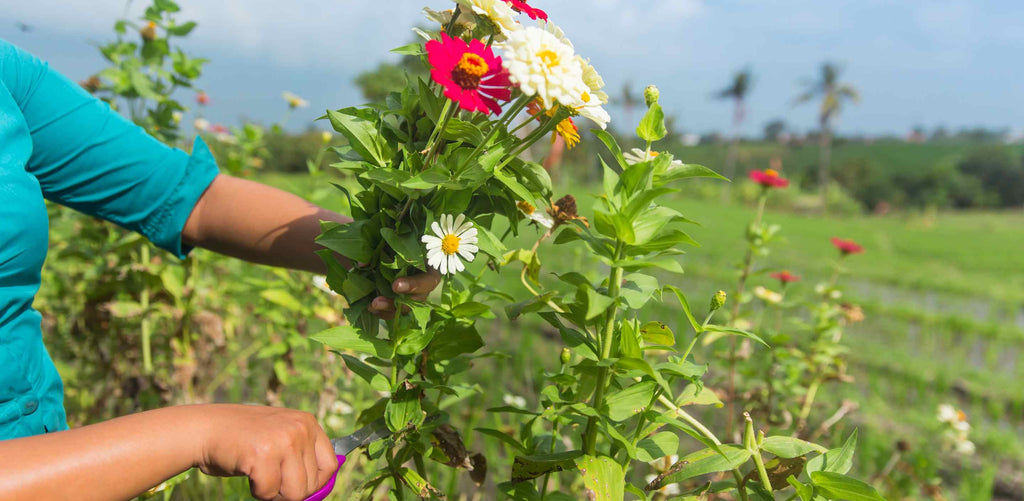 U-Pick Flower Farm