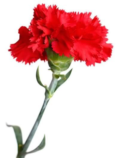 Docena de clavel rojo – Florería Doña Rosita