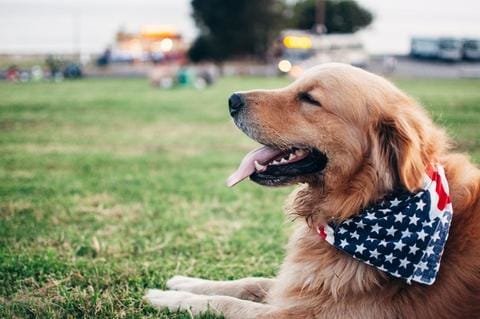 Fireworks Safety Tips- Pet Safety