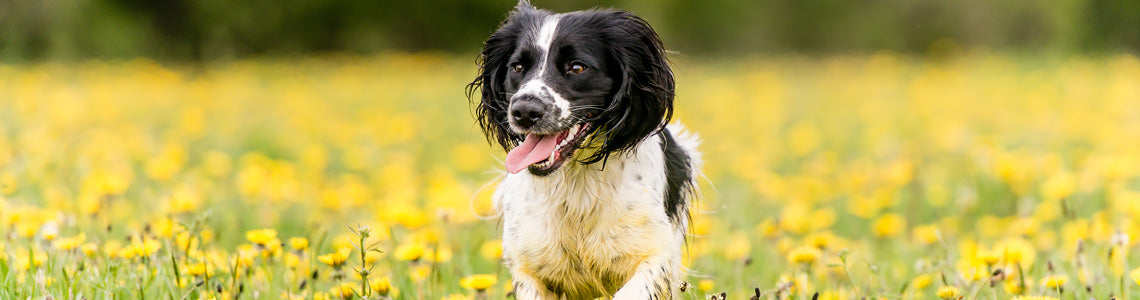 healthy paws balanced diet for dogs