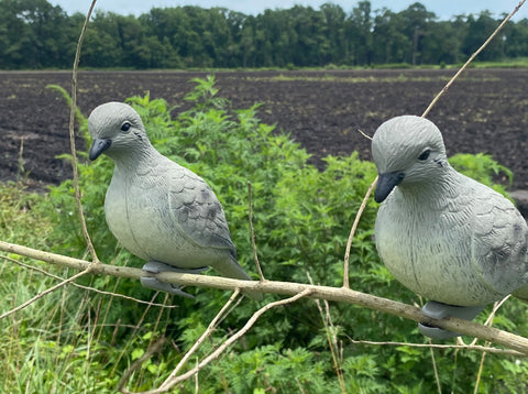 Dove decoy clipped on tree branch for dove hunting