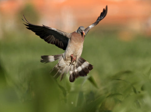 Dove landing in a field